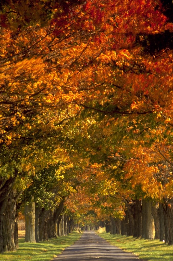 Autumn trees